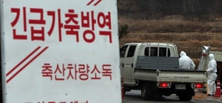 충북 진천 또 구제역… 아쉽지만 10일작전 효과 있다
