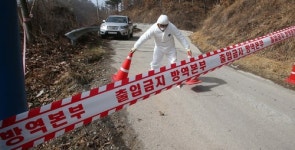 강원 춘천·원주, 충남 천안  잇따라 구제역 의심신고