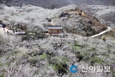 봄의 길목 섬진강, 매화로 물들다