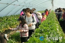 딸기와 함께 달콤한 봄 여행을 떠나보세요