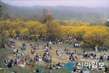 이천 백사산수유꽃축제 내달 3일 개막