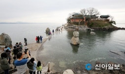 서산 간월도 유채꽃 만개 관광객 북적