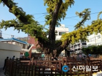 부천무릉도원수목원, 은행나무 후계목 5000그루 무료 분양