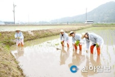 파주시의회 도시산업위, 눌노리서 손모내기 체험