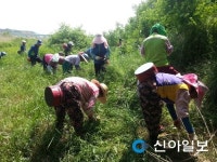 이천·환경운동연합 공동 생태계 교란 식물 제거