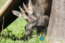 양구 산양증식복원센터서 산양 3마리 탄생