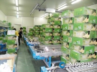 남원 춘향골 멜론, 올해 첫 수출지는 대만