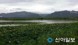 영암 군서면 모정마을 달빛 연꽃축제 개최