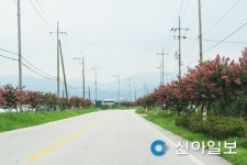 남원 금지면 요천로 배롱나무 꽃 만개