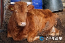 홍천군, 가축재해보험 확대 지원