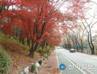 가족·연인과 수원으로 단풍 구경 오세요