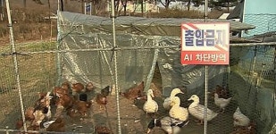 해남 오리농장서 AI 의심축 발견… 2만5천여마리 살처분