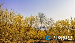 봄의 유혹이 시작됐다… 이번 주말 날 보러 와요♬