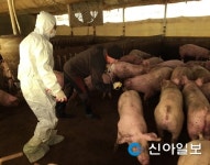충남도내 전 돼지농장 구제역 일제검사