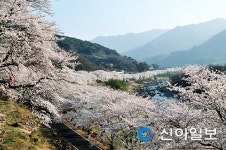 화개장터서 개장식·벚꽃축제 동시에 즐긴다