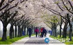 부산시, 아름다운 명품 봄꽃 길 10곳 추천