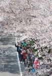 50리 추억의 벚꽃 길 봄 여행 오세요