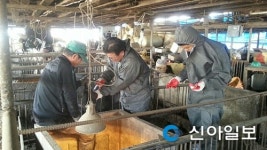 산청, 소규모 양돈농가 구제역 예방접종 완료