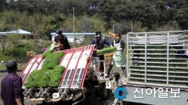 서산, 부석면에서 첫 모내기 시작