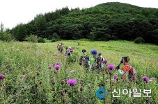 태백, 생태(숲) 해설가 10명 모집