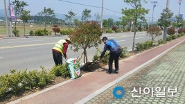 고성, 수목 정비로 명품 가로수 가꾼다