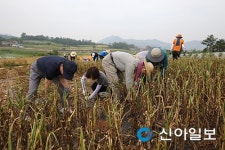 해남군, 농촌 일손돕기 구슬땀