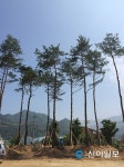 평창 대화면에 소나무숲 조성