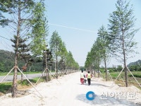 하동 진교면에 1.9㎞ 메타세쿼이아길 생긴다