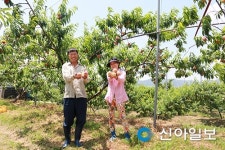 전남 최대 복숭아 산지 화순, 출하 스타트