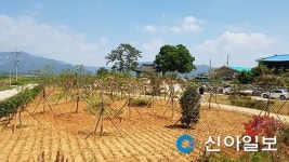 영암, 군서면 모정마을에 행복마을 숲 조성