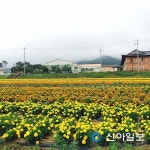 남원 허브체험관광농원 허브꽃 만발 관광객 유혹