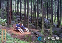 숲속의 피서지 편백숲에서 힐링하세요