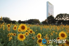 [포토] 장성 북이면, 황금빛 해바라기 만개