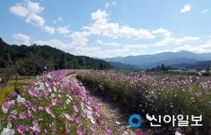 홍천 서석면에 코스모스 보러 오세요