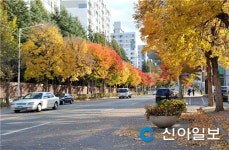 대전 도심 가로수 단풍 한창