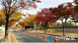 대전 도심 가로수 단풍 한창