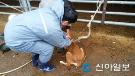 보성군, 구제역·AI 등 가축전염병 예방 총력