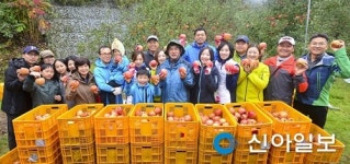 농협은행, 경북 금대마을서 사과 수확 일손돕기 진행