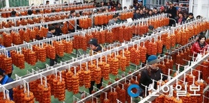 함양 명품곶감, 올해 30만접 생산