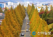 가을 정취 물씬, 창원 메타세쿼이어 가로수길