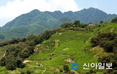 겨울철 탐방명소, 하동 지리산 화개동 야생차밭