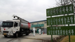 경남 양산도 AI 확진… 닭 10만6천여마리 긴급 살처분