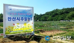 안산, 주말농장 4개소 2880구좌 분양