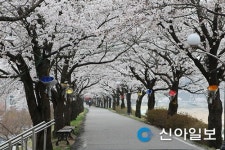 영주댐 일주도로 40km, 벚꽃 명소된다