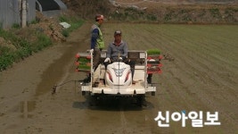 영천시 북안면서 첫 모내기 실시