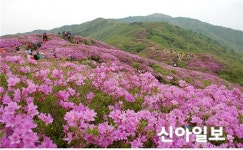 지리산국립공원북부사무소, 바래봉 산철쭉 개화현황 안내
