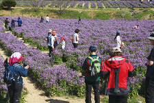 강화 고인돌 공원 환상의 보랏빛 물결