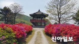 금강수목원·산림박물관 봄꽃의 대향연
