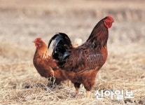 수그러들지 않는 중국 H7N9형 AI… 당국 비상