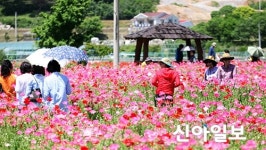 하동군, 북천 꽃 양귀비 축제 12일 개막